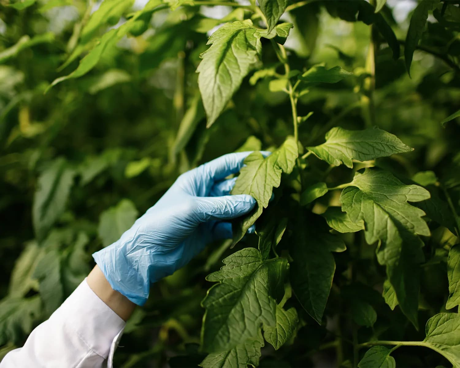 Gloved hand inspecting the leaves of a tomato plant