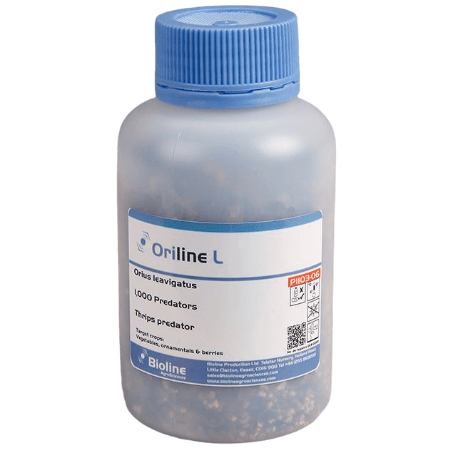 Oriline L adults - Bottle - 1,000 Individuals - Orius laevigatus (Trips)