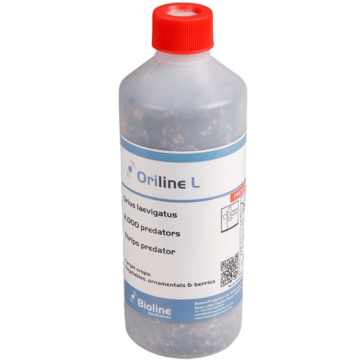 Oriline L adults - Bottle - 2,000 Individuals - Orius laevigatus (Trips)