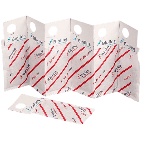 Californiline - 100 Gemini Envelopes - 25,000 Individuals - Amblyseius californicus (Red Spider)