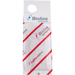 Californiline - 100 Gemini Envelopes - 25,000 Individuals - Amblyseius californicus (Red Spider) (2)
