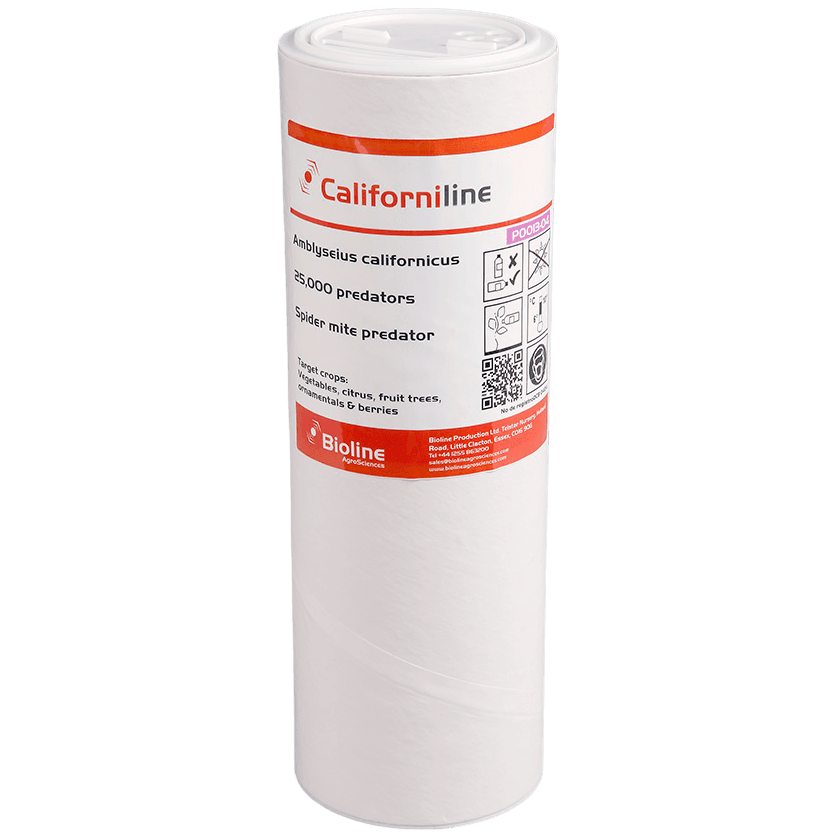Californiline - Boat 25,000 Individuals - Amblyseius californicus (Red Spider)