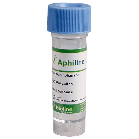 Aphiline Veg - Vial - 500 Individuals - Aphidius colemani + A. ervi + Aphelinus abdominalis (Aphid)