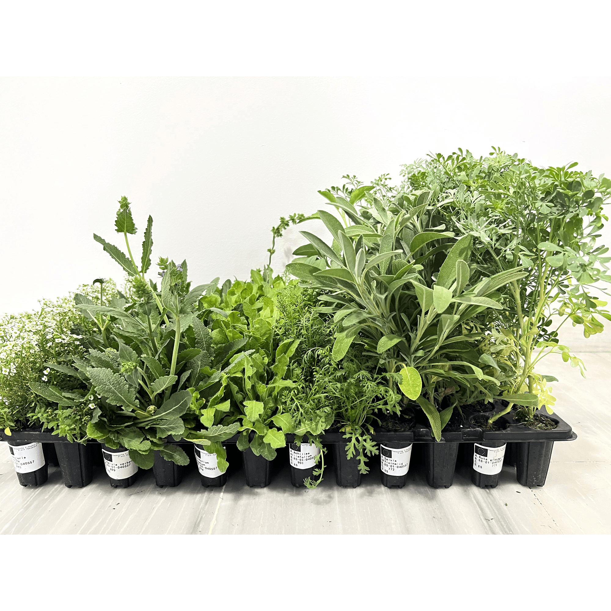 Indoor Plants Pack - 108 Units