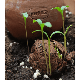 Meliflor Seed Bombs (Basil, Spearmint and Mint) (4)