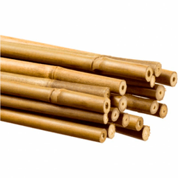 Bamboo Tutor (2)