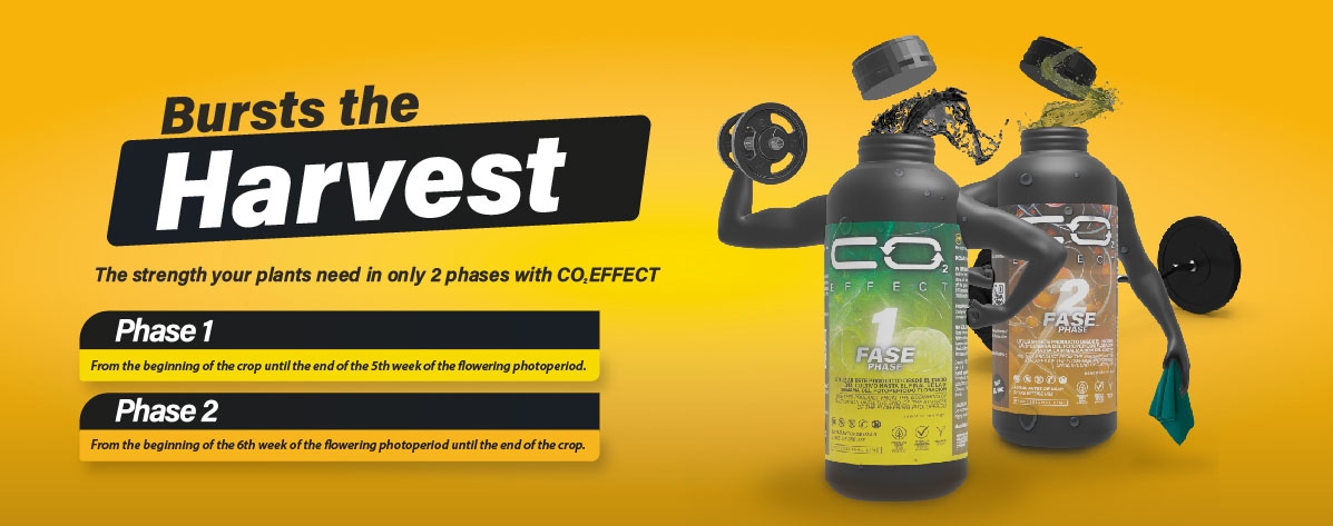 Blow up the hasvest with the co2 effect. The strength your plants need in just two phases